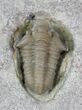 Rare, Snout-Nosed Spathacalymene Trilobite - Indiana #23288-1